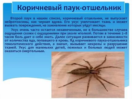 Насекомое какой род