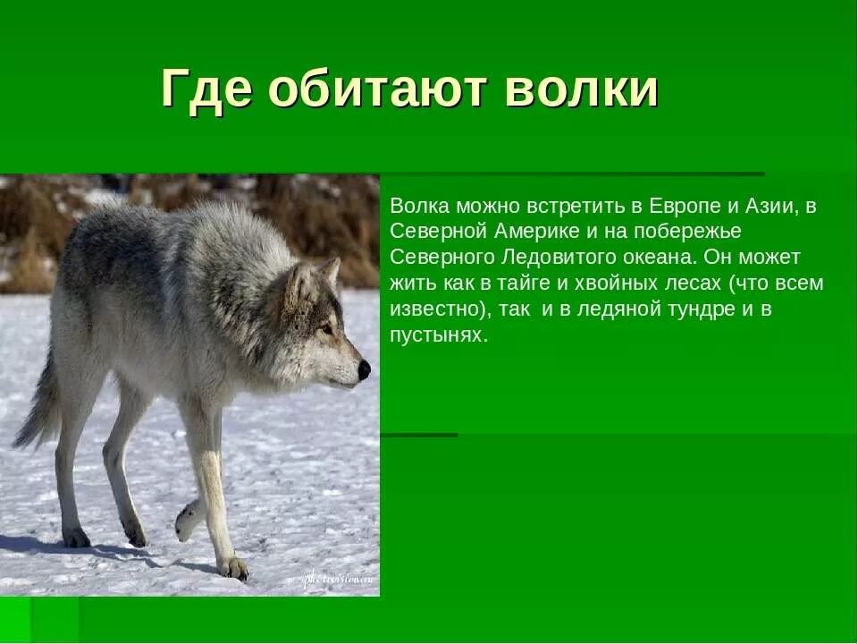 Где больше волков. Где обитают волки. Обитание волка. Гже дивут волки в Росси. Где живет волк.