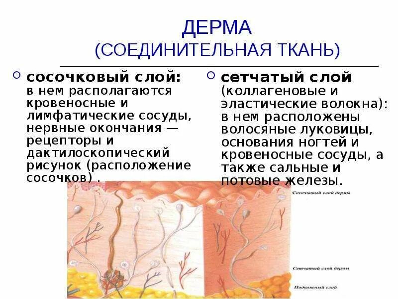 Какая структура дермы образована этой тканью. Ткань кожи соединительная кожи дерма. Строение кожи слои дермы. Дерма соединительная ткань слой. Дерма кожи строение соединительной ткани.