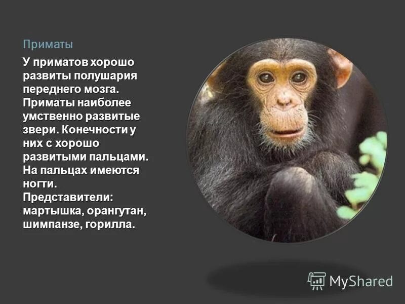 Используя содержание текста приматы. Подкласс приматы. высшие обезьяны представители. высшие приматы представители. у приматов хорошо развиты.