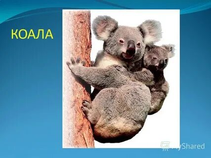 Ехидна коала