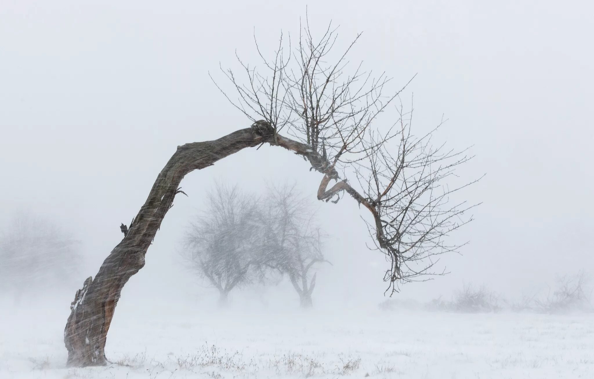 Сухое дерево зимой. Падающее дерево. Поваленное дерево. Поваленное дерево зимой.