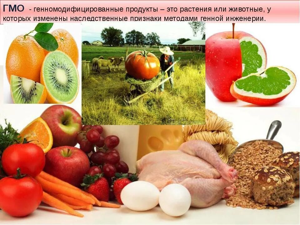 Продукция содержащая гмо. Генномодифицированные продукты. Трансгенные продукты питания. Генетически модифицированные продукты. ГМО В продуктах питания.