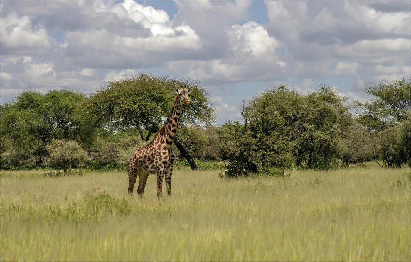 Джип сафари танзания. Сафари в африке. Сафари 10. Сафари 10. Сафари дубай.