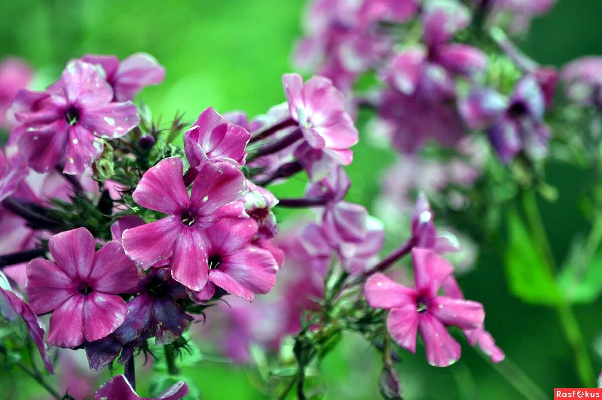 флокс флоре