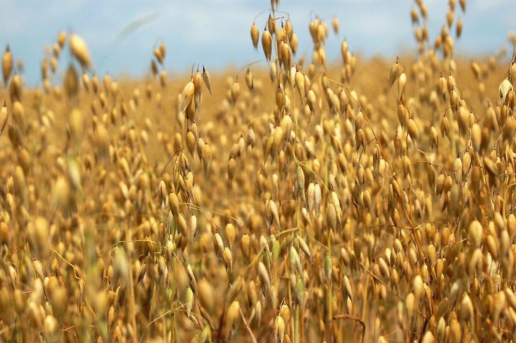 Овес злаковые. Овёс посевной Avena Sativa l.. Овес Яровой. Амазонка пшеница озимая.