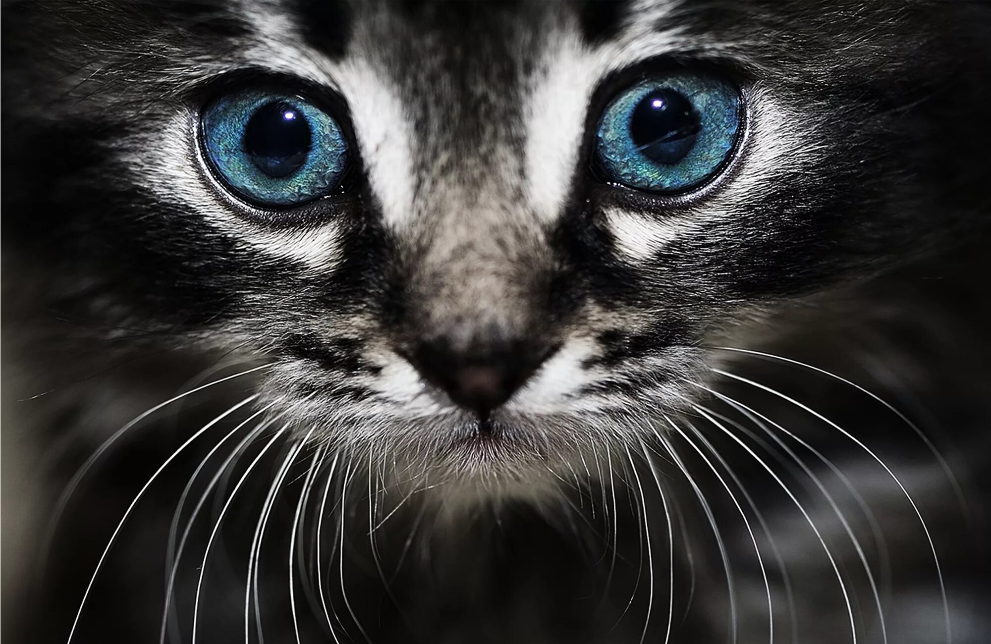 Глаза кошки. Красивая морда кошки. Кошачий глаз. Кошачья мордочка. Обои глазки