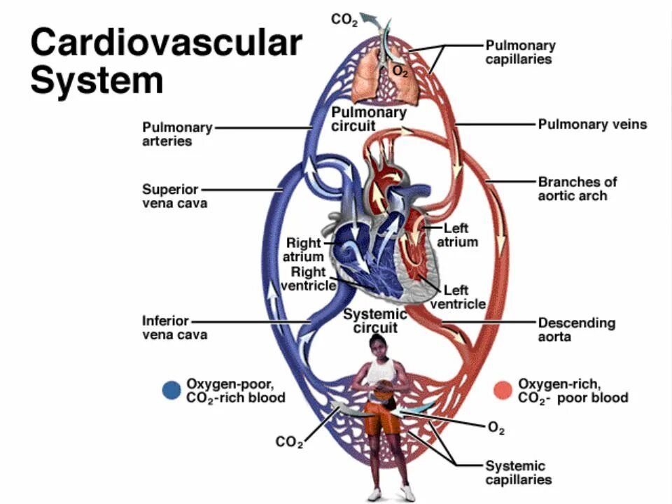 Cardiovascular System задания. Physiology of the cardiovascular System задания. Брошюра cardiovascular System. Cardiovascular system