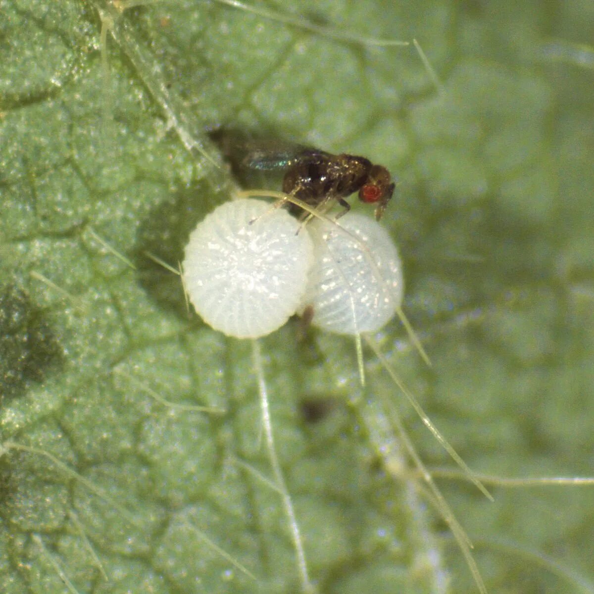 Яйцеед трихограмма. Яйцеед трихограмма. Трихограммы наездники-яйцееды. Наездник трихограмма. Яйцеед трихограмма.