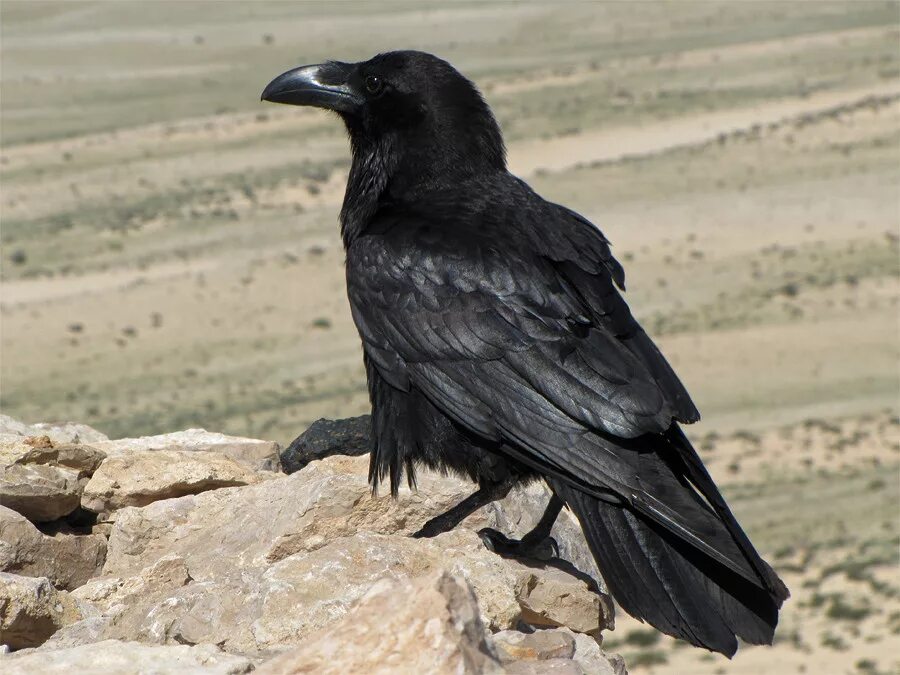 Описание пустынного ворона. Корвус ворон. corvus corax птица. ворон обыкновенный. common raven ворон, ворона.