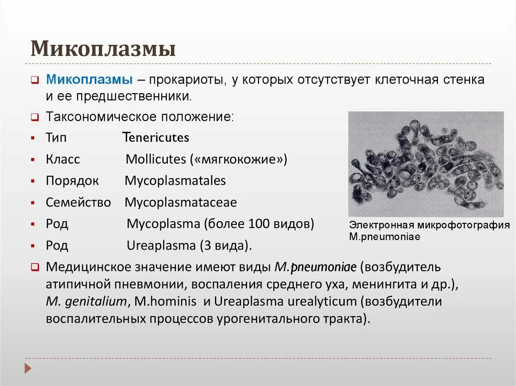 Chlamydia trachomatis mycoplasma genitalium. Микоплазмы представители микробиология. Микоплазма морфология микробиология. Микоплазма микробиология строение. Микоплазмы. Морфология и заболевания, вызываемые ими..