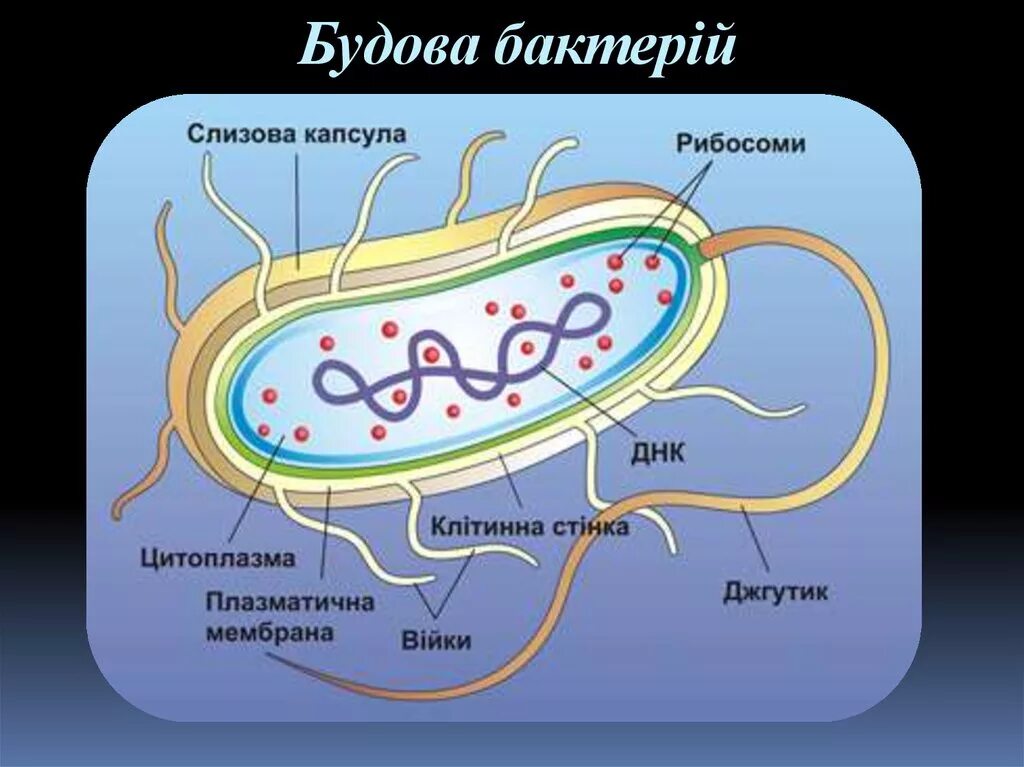 Из каких клеток состоят бактерии. Строение бактериальной клетки. Структурные компоненты бактериальной клетки. Строение бактериальной клетки спириллы. Бактериальная клетка строение с подписями.