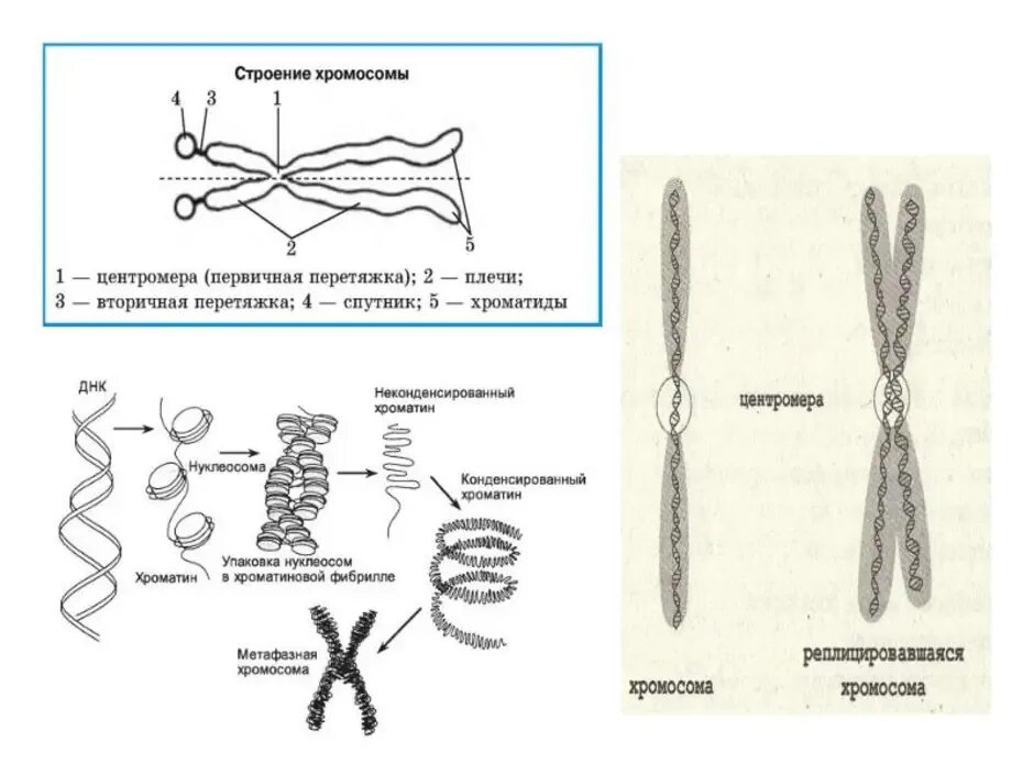 Строение хромосомы эукариотической клетки. Строение клетки хромосомы. Строение и функции хромосом клетки. Строение хромосомы клетки 9 класс. Внутреннее строение хромосом