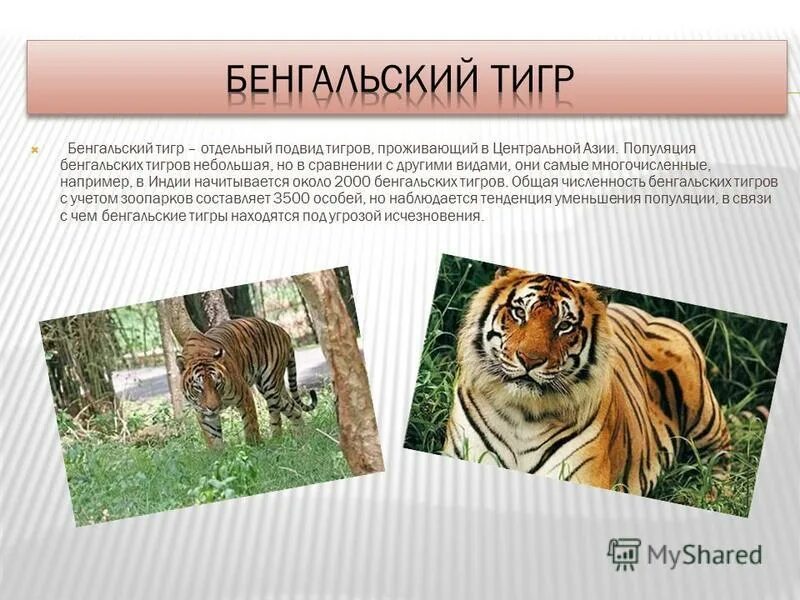 Названия видов тигров. Подвиды Амурского тигра. Различия видов тигров. Амурский и бенгальский тигр отличия. Амурский тигр популяция.