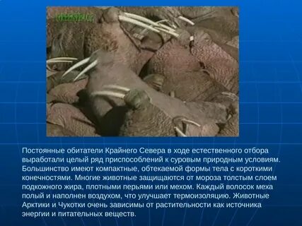 Постоянный обитатель
