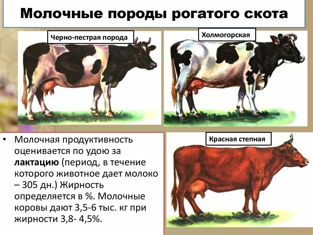 Можно ли считать крупный рогатый скот промежуточным. Холмогорская молочная порода коров. Холмогорская порода крупного рогатого скота. Холмогорская порода коров. Молочная коров. Породы крупного рогатого скота молочного направления продуктивности.