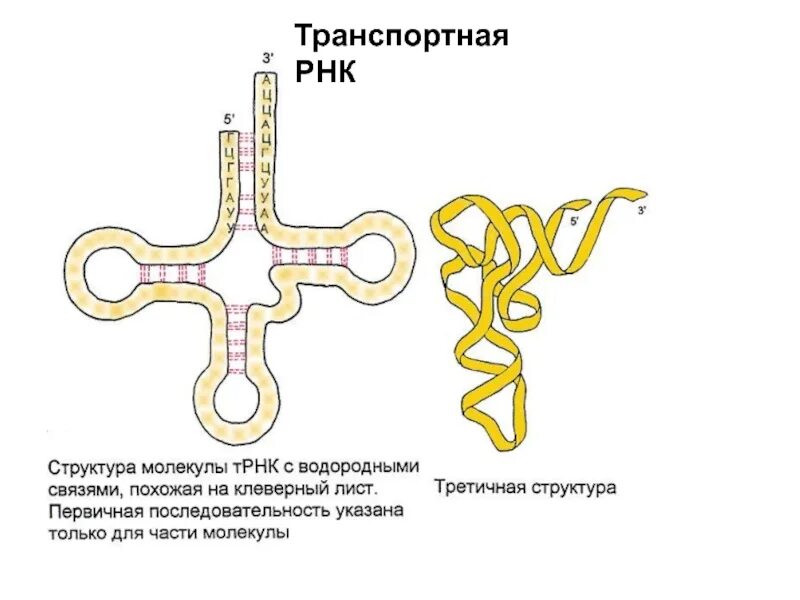 Трнк содержит. Строение трнк первичная структура. первичная структура трнк. третичная структура рнк биохимия. третичная структура т рнк.