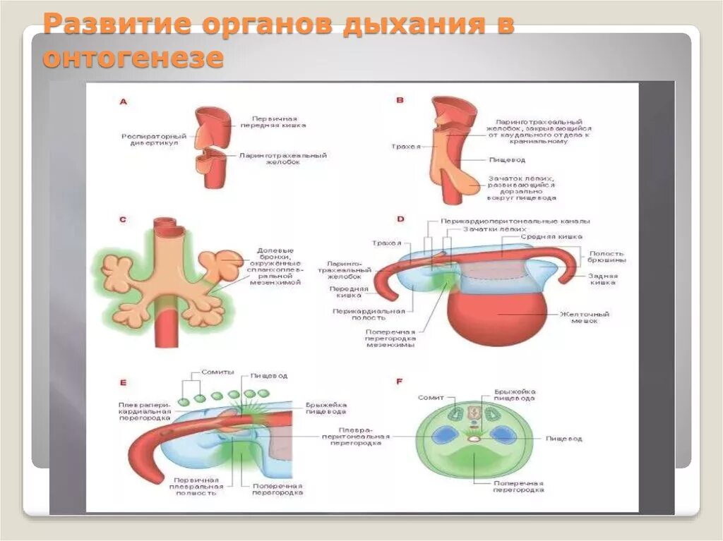 Стадии развития легких. Эмбриональные источники развития дыхательной системы. Стадии развития дыхательной системы. Формирование дыхательной системы у эмбриона. Эмбриогенез органов дыхательной системы.