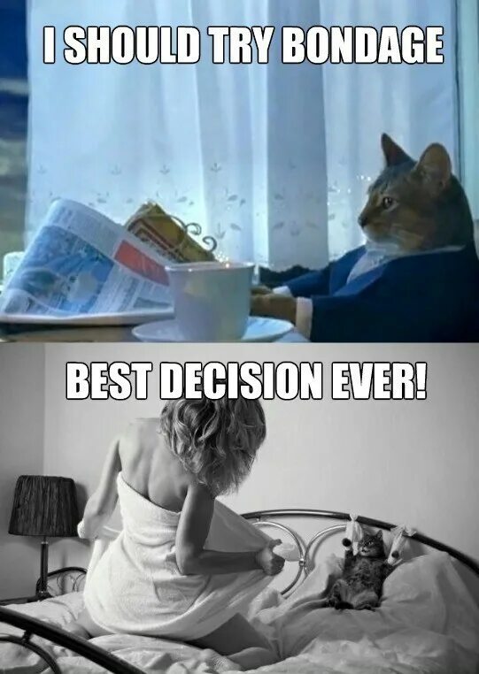 This is what i should do. Кот с газетой Мем. I should buy a Boat Cat. I should buy a Boat Cat meme. Кот читает газету Мем.