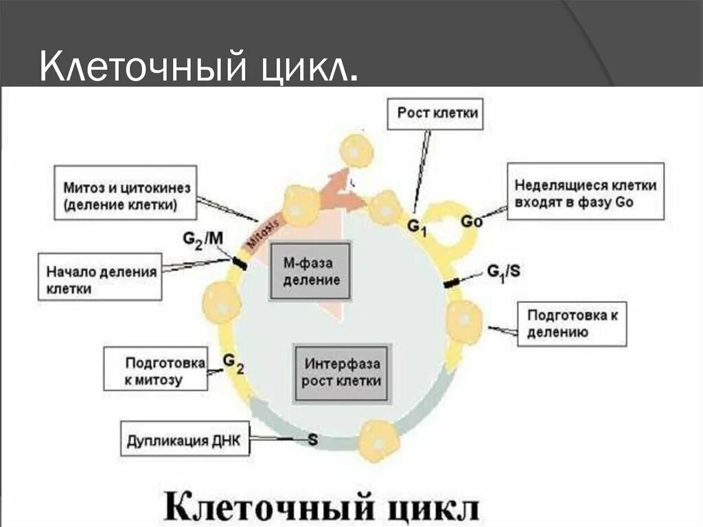 Последовательность стадий развития клеток. Стадии жизненного цикла клетки митоз. Фазы клеточного цикла схема. Период g1 клеточного цикла. Периоды жизненного цикла клетки.