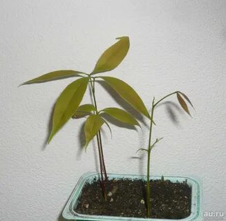 Лонган из косточки