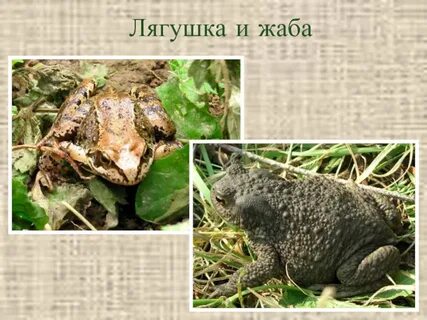 Размер лягушки