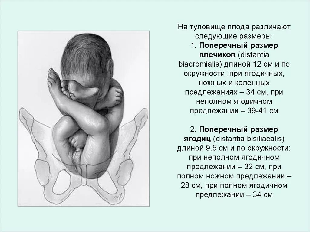 Длина плода по неделям. Вес ребенка на 32 неделе беременности по УЗИ. Бипариетальный размер головки плода. Размер малыша на 32 неделе беременности. Вес ребёнка в 32 недели беременности.