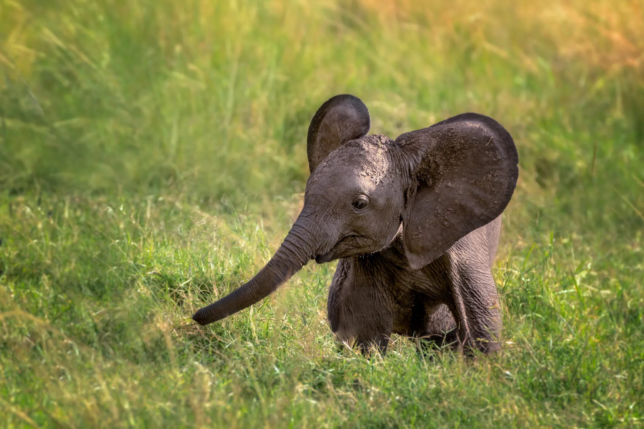 Funny elephant. Слоненок. Маленький Слоник. Красивый Слоник. Слон с детенышем.