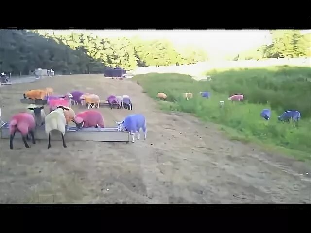 Включи видео село