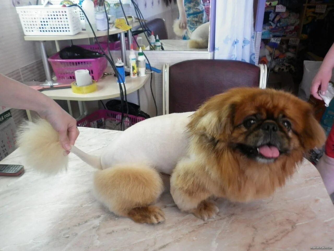 Королевский пекинес груминг. Пекинес стрижка лев. Груминг пекинеса. Грумминг пекинеса. Как подстричь пекинеса.