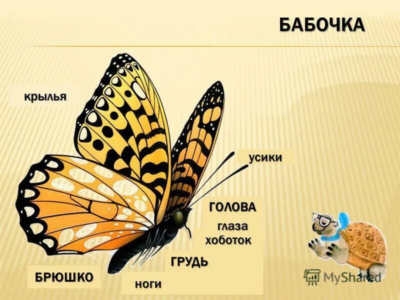 Насекомые урок 1 классе. Строение бабочки. Насекомые 1 класс окружающий мир. Части тела бабочки. Насекомые школа России 1 класс.