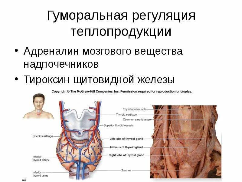 Строение щитовидной железы человека. Надпочечники и щитовидная железа. Регуляция функции щитовидной железы.