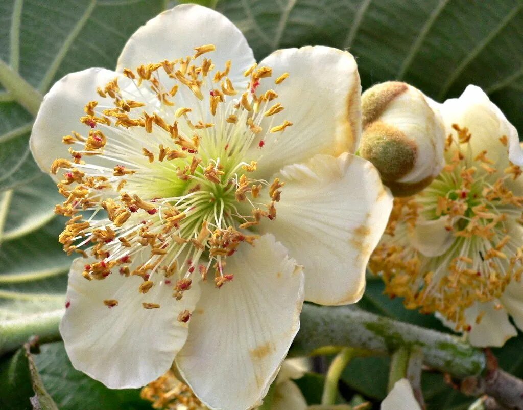 Цветок киви. Соцветие инжира. Цветение инжира. Киви Матуа. Actinidia chinensis.