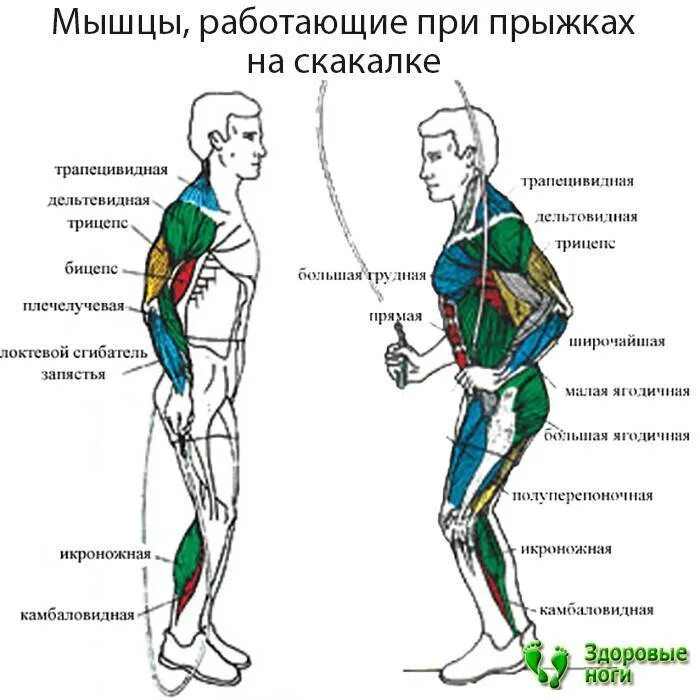 Польза скакалки для мужчин. Прыжки на скакалке какие мышцы задействованы. Прыжки на скакалке какие мышцы работают. Какие мышцы задействованы при прыгании на скакалке. Какие группы мышц задействованы при прыжках на скакалке.