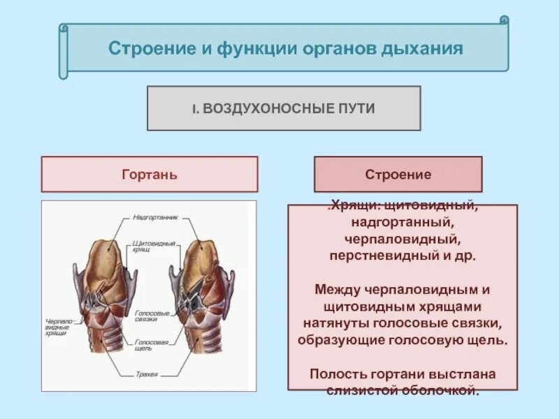 Надгортанный хрящ функции. Гортань строение и функции. строение перстневидного хряща. черпаловидный хрящ гортани анатомия. функции гортани в дыхательной системе.