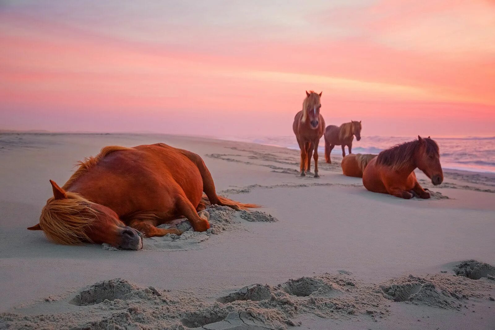 Wild horse islands the hunt. Остров Ассатиг. Остров Ассатиг лошади. Остров Ассатиг Мэриленд. Лошади в океане (1989).