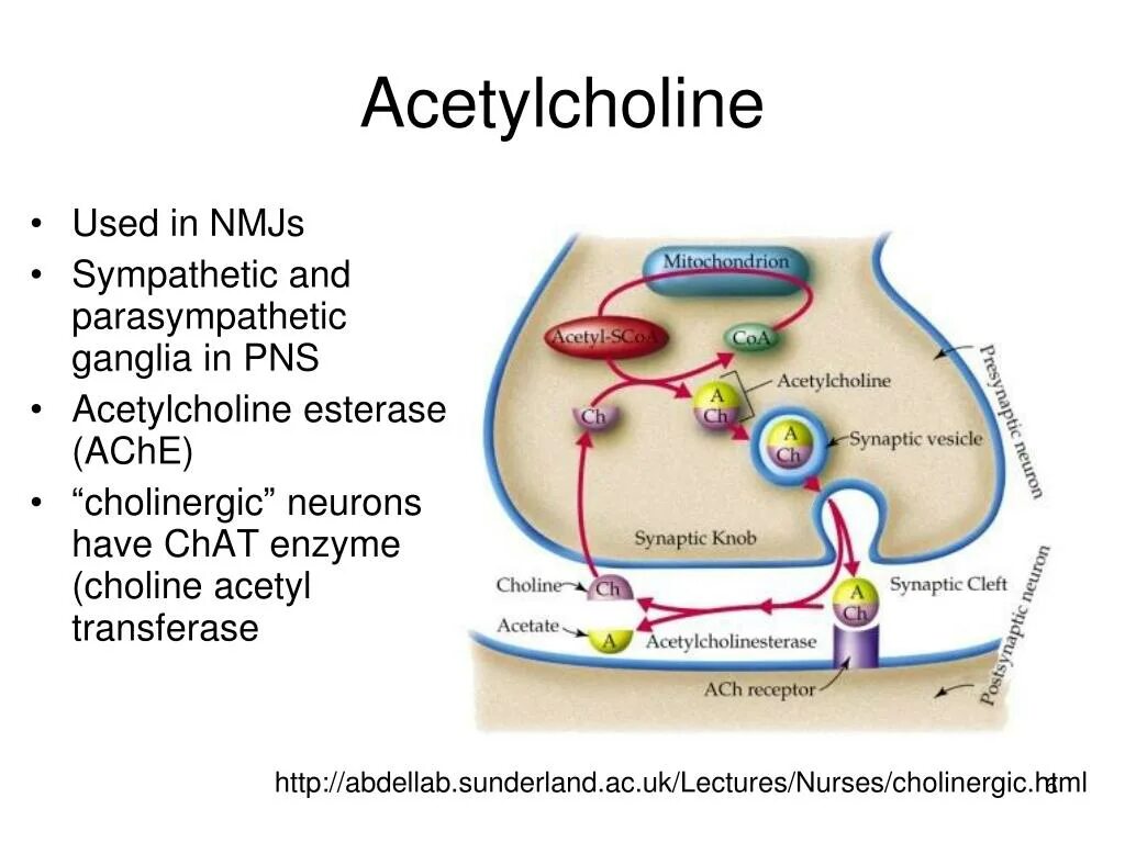 Ацетилхолин. Нейромедиатор ацетилхолин. Ацетилхолин формула. Ацетилхолин структура.