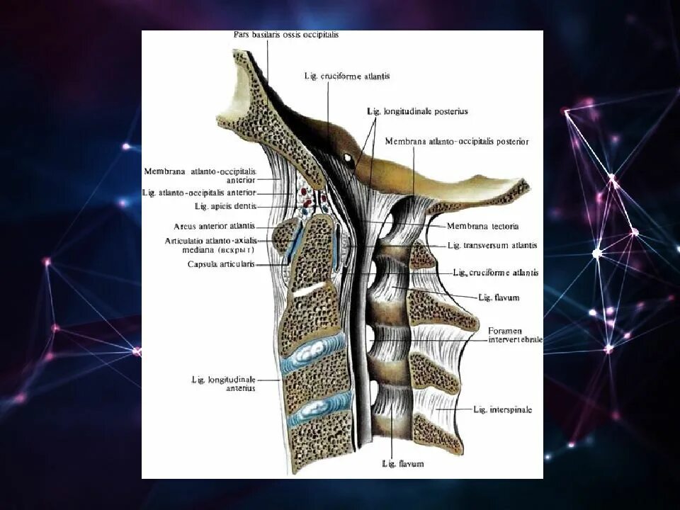 Связки и суставы шейных позвонков и затылочной кости вид изнутри. Атланто затылочный сустав анатомия. Соединение атлантозатылочный сустава. Суставы шейного отдела позвоночника анатомия.
