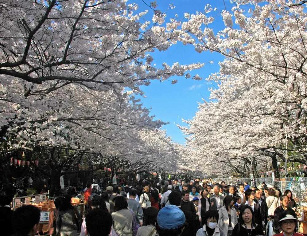 Уено. Сад Уэно Токио. Парк Уэно в Японии. Уэно парк Токио Япония Токийский музей. Сакура цветёт Уэно Токио.