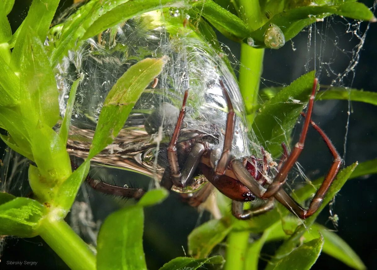 Серебрянка фото. Водяной паук argyroneta aquatica. паук-серебрянка  argyroneta aquatica. гнездо паука серебрянки. водяной паук серебрянка гнездо.
