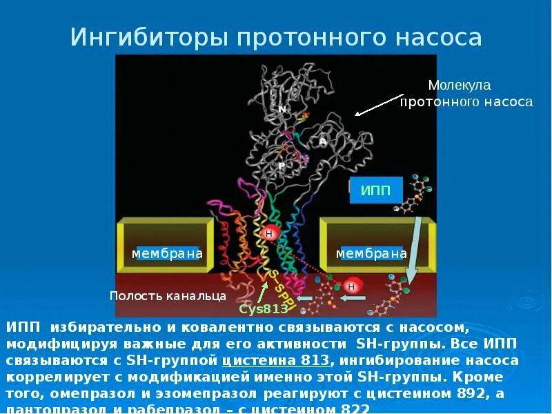 Ингибиторы протонной помпы ИПП лекарства. Ингибиторы протонового насоса. Ингибиторы протонного насоса классификация. Блокаторы протонной помпы классификация. Лучшие ингибиторы протонной