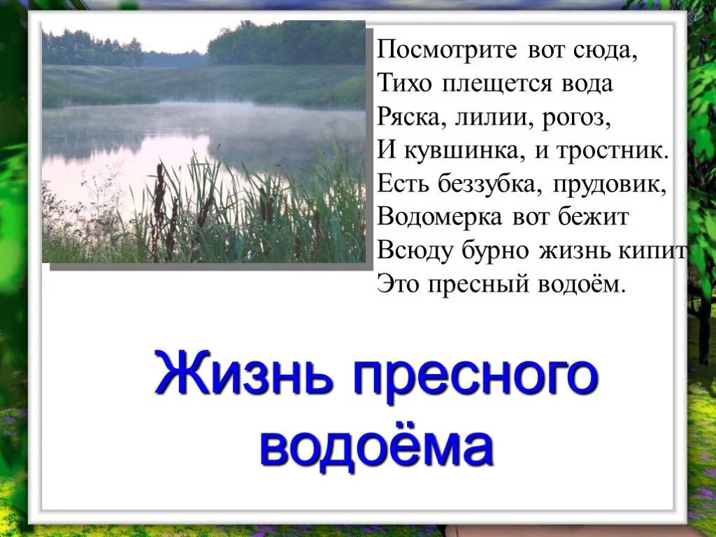 Небольшие сообщества. Жизнь в пресных водоемах. Презентация на тему водоемы. Проект жизнь в пресных Водах. Жизнь в пресной воде.