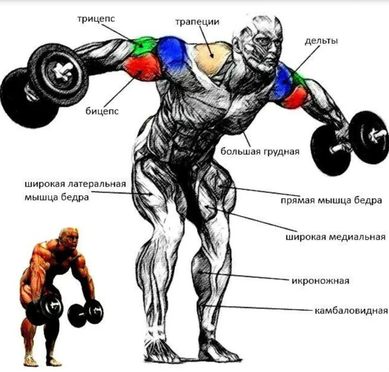 Махи гантелей в стороны мышцы. Махи гантелей в стороны мышцы. Seated rear delt dumbbell fly. Тренировка дельтовидных мышц гантелями. Махи гантелей в стороны мышцы.
