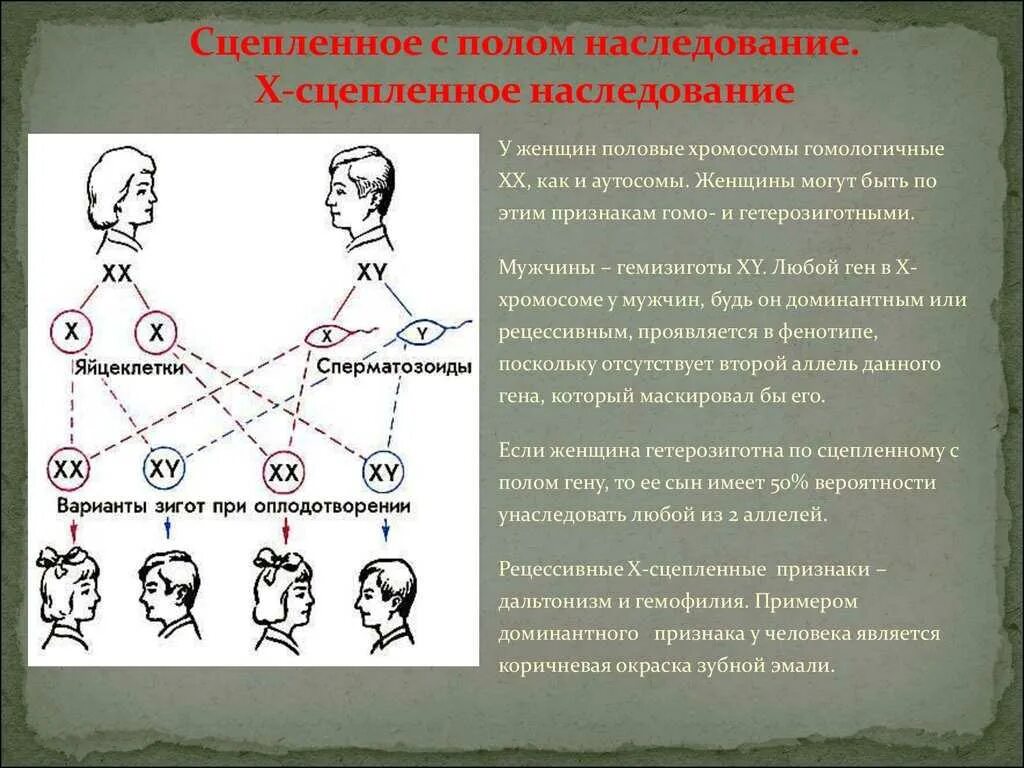 Генетика пола наследование признаков сцепленных с полом. Наследование х хромосомы схема. Сцепленное с полом наследование. Х-сцепленное наследование. У сцепленный Тип наследования. Ген доминанта