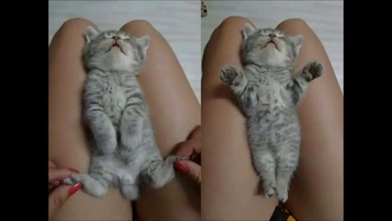 Девушка с котом на руках и голой киской между ног фото