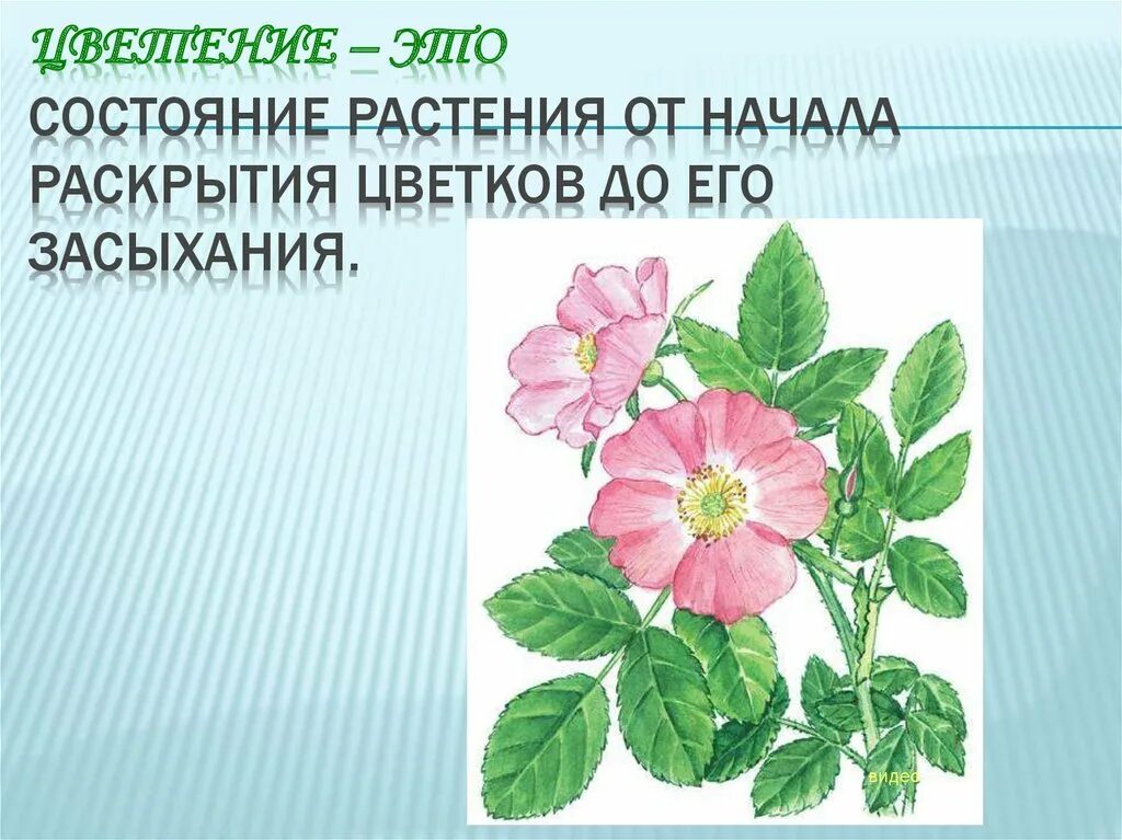 Раскрытие цветка рано утром является рефлексом