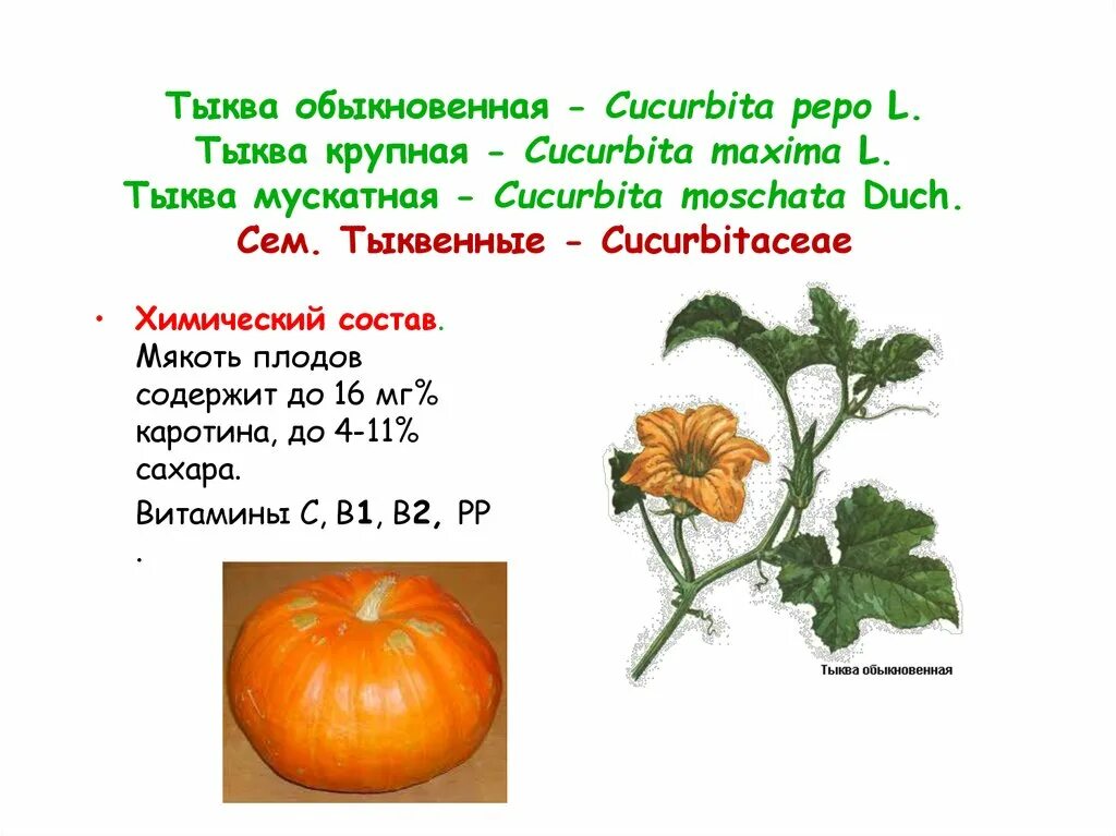 Тыква обыкновенная — Cucurbita Pepo l.. Тыква Cucurbita maxima. Мускатная тыква (Cucurbita moschata). Cucurbita moschata duch мускатная тыква. Текст про тыкву