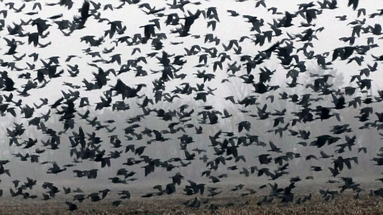 Стая воронов текст. Стая птиц. Стая Воронов. Много птиц. Стая ворон в небе.