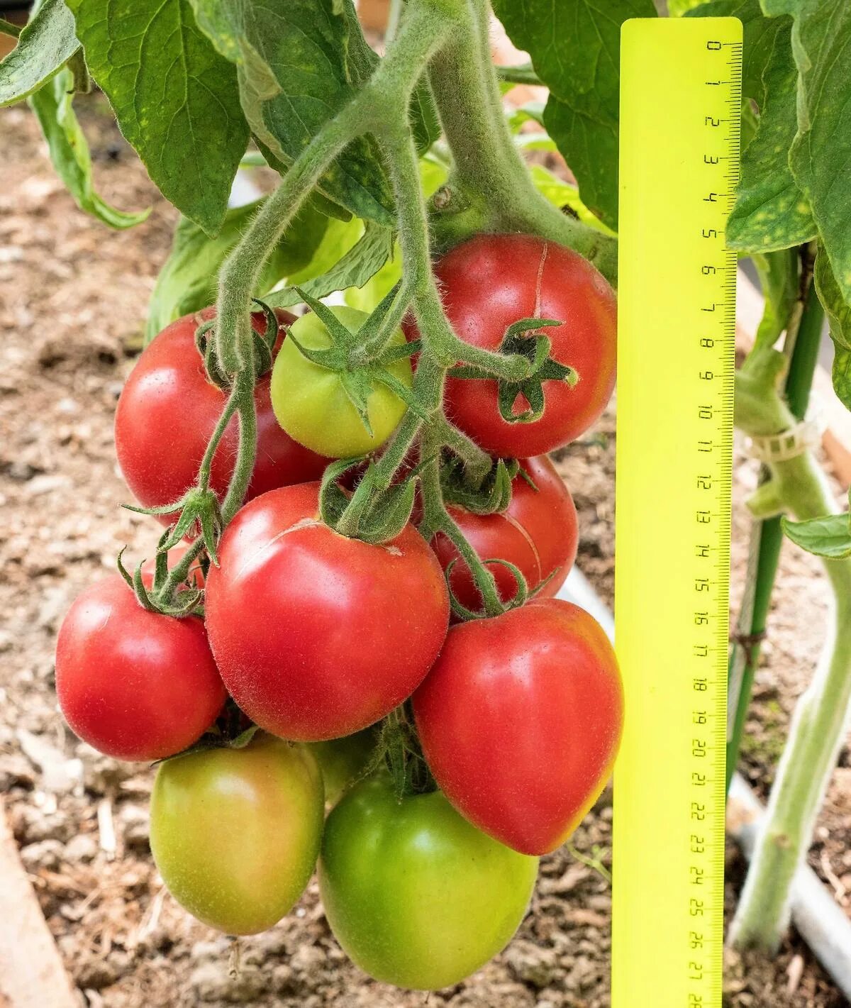 Партнер семена томат "пролетарочка" f1. Семена томат любаша f1 партнер. Томат лимеренс f1. Томат камелот f1. Томаты f1 партнер отзывы.