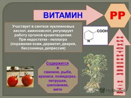 Нуклеиновая кислота принимает участие в биосинтезе белка